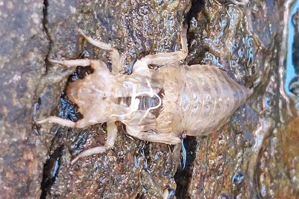 One shed dragonfly exuviae (nymph molt) clinging to a wet, textured rock face near water. Samothraki, 2020